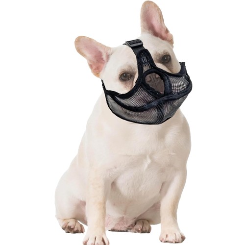 Hunde maulkorb französische - hunde,