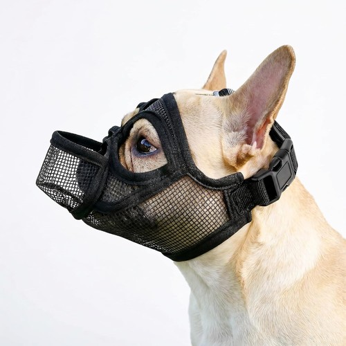 Französische bulldogge - französische,